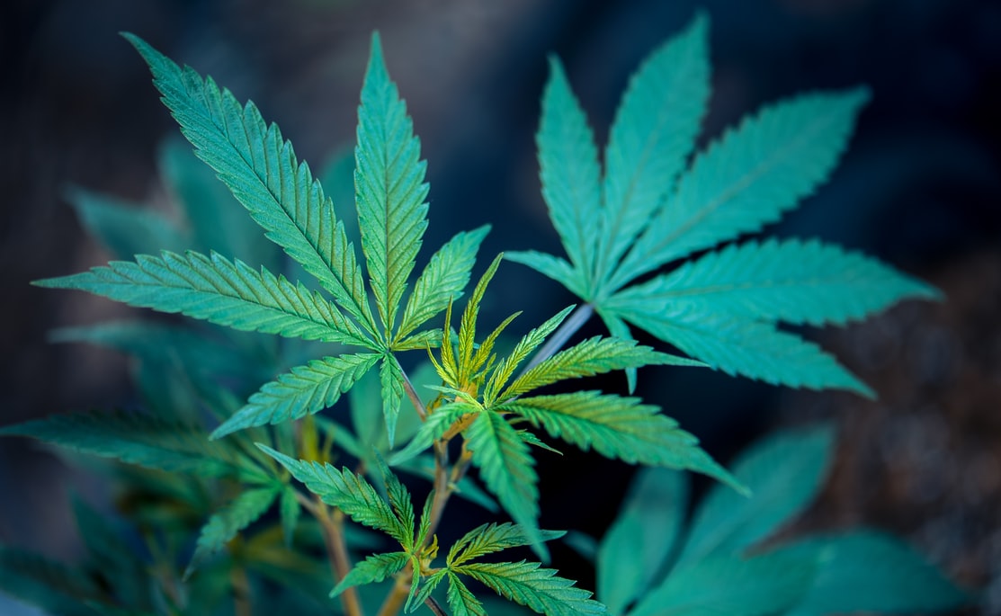 Frank Cannabis Factsheet