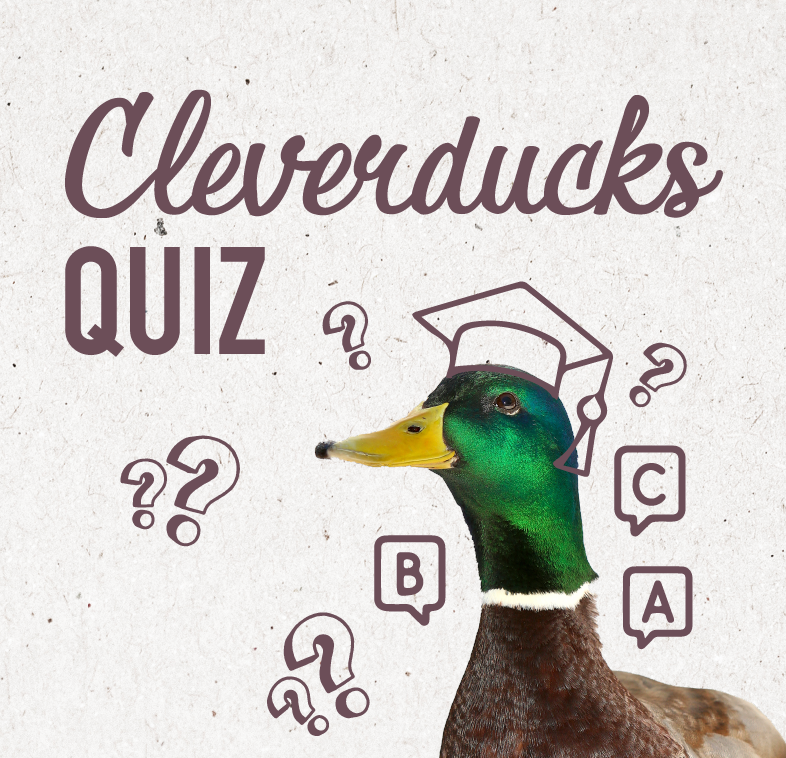 Cleverducks Pub Quiz Image